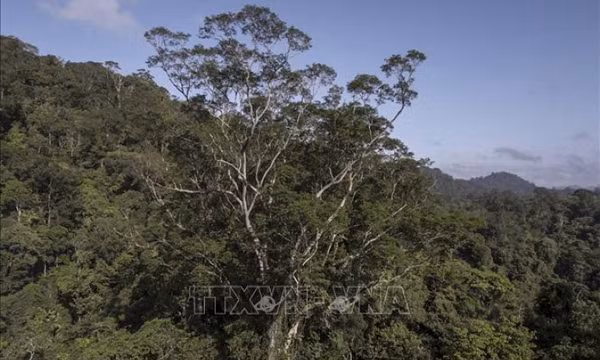 Thực vật suy giảm khả năng hấp thụ CO2 do biến đổi khí hậu