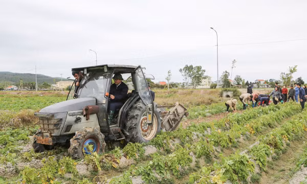 Trên những cánh đồng sản xuất vụ Xuân...