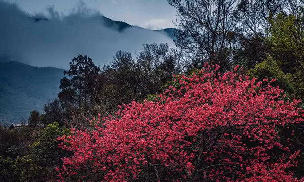 Hoa đào rừng ‘phủ hồng’ núi đồi bản Lùng Cúng
