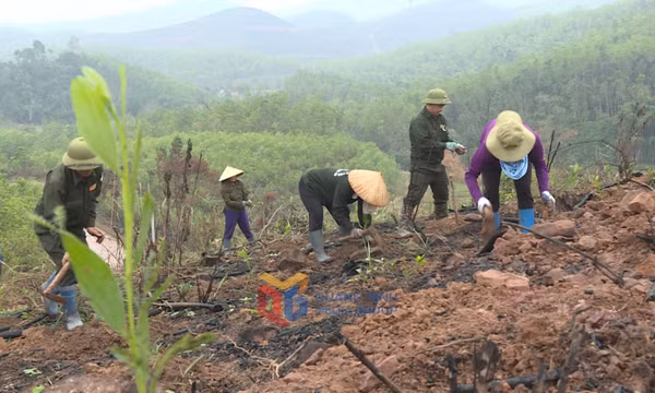 Tập trung kế hoạch trồng rừng