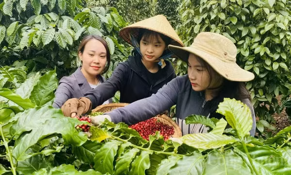 Xuất khẩu cà phê 11 tháng năm 2024 thu về 4,84 tỷ USD