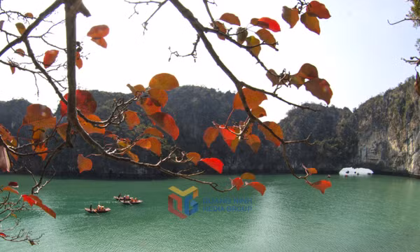 Vịnh Hạ Long đẹp thơ mộng trong mùa lá đỏ