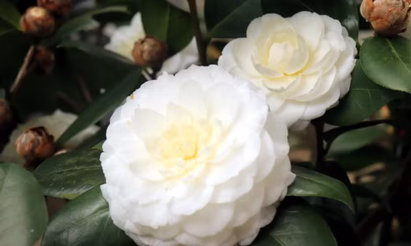 Thú chơi trà cổ