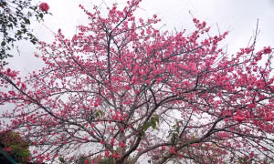 Hoa anh đào Nhật Bản khoe sắc ở Điện Biên