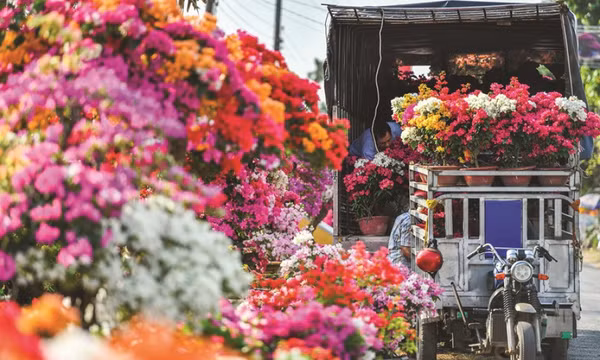 Làng hoa kiểng Chợ Lách