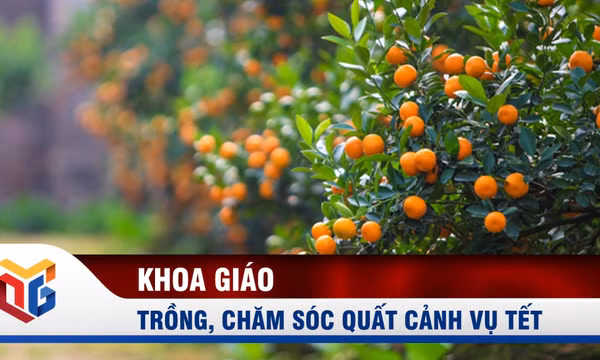 Kỹ thuật trồng, chăm sóc quất cảnh vụ Tết