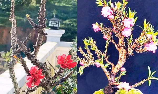 Dịp Tết, nhiều loại hoa Trung Quốc mượn danh, đội lốt hoa quý hiếm Đà Lạt