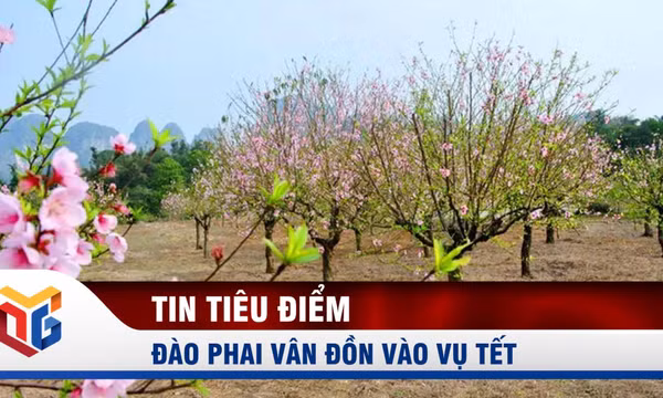 Đào phai Vân Đồn vào vụ Tết