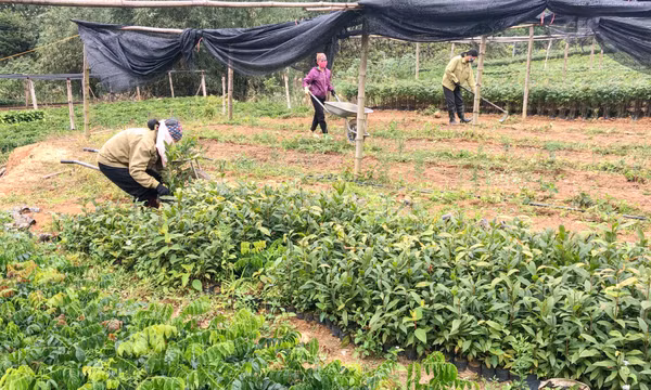 Ba Chẽ chú trọng công tác an sinh xã hội