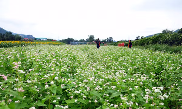 Làng hoa xuân ngoại thành Hạ Long