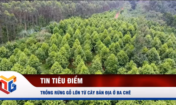 Trồng rừng gỗ lớn từ cây bản địa ở Ba Chẽ