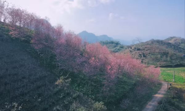 Đồi hoa anh đào ít người biết đến đang bung nở tuyệt đẹp ở cao nguyên Mộc Châu