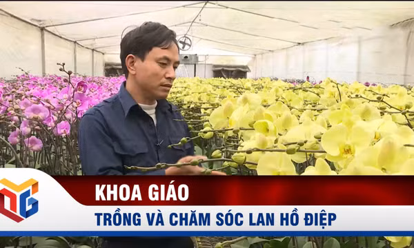Kỹ thuật trồng và chăm sóc lan hồ điệp