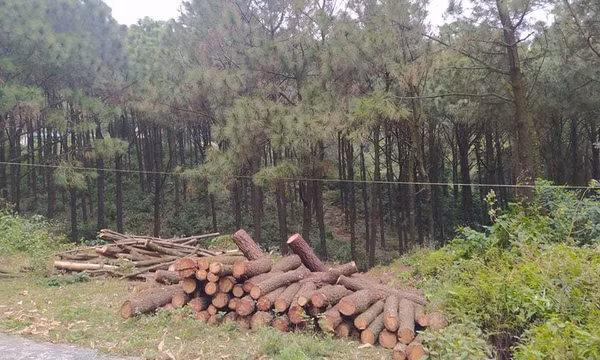 Tạm giữ sư trụ trì và 3 người để điều tra vụ chặt rừng thông
