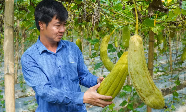 Người đưa sản phẩm xơ mướp “made in Việt Nam” ra thị trường quốc tế
