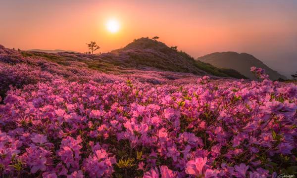 Hình ảnh hương mùa hè Hàn Quốc đẹp lịm tim qua ống kính chàng trai Việt