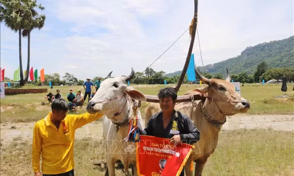 Tưng bừng lễ hội đua bò truyền thống của đồng bào Khmer