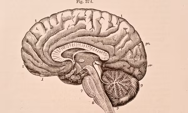 Não người mang tế bào miễn dịch giúp ta tách biệt khỏi loài linh trưởng, nhưng đồng thời cũng là điểm yếu