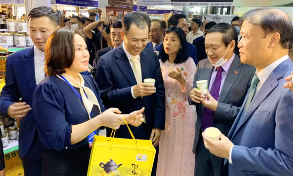 Phát triển vùng nguyên liệu Trà hoa vàng ở Ba Chẽ