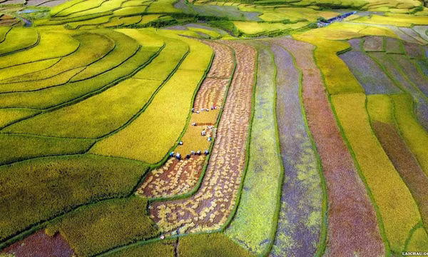 Rảo bước về Than Uyên ngắm mùa vàng bội thu
