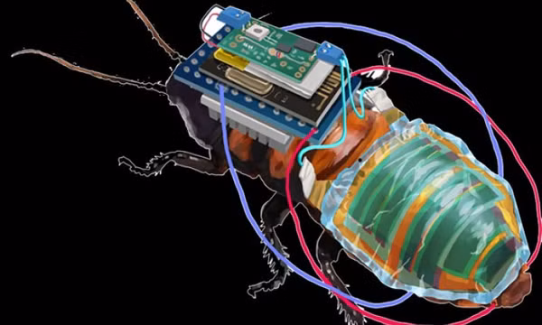 Nhật Bản phát triển gián cyborg để thực hiện các nhiệm vụ đặc biệt