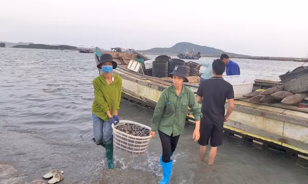 Phát triển nuôi trồng thủy sản trên biển Quảng Ninh xứng với tiềm năng lợi thế