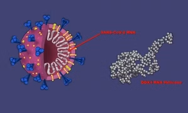 Thuốc chống ung thư cũng có thể hoạt động như liệu pháp kháng virus COVID-19