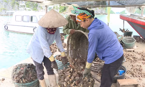 Chuyển đổi số trong sản xuất, kinh doanh thủy sản