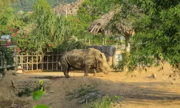 Đàn tê giác 2 sừng chết bất thường trong khu du lịch sinh thái ở Nghệ An