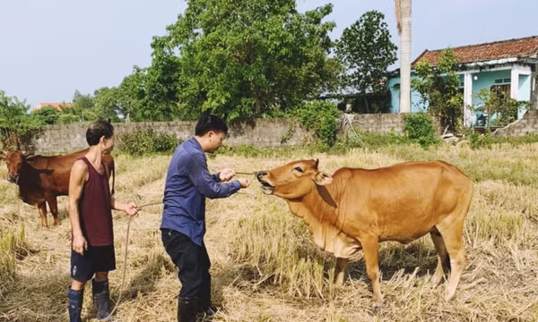 TP Móng Cái: Chủ động phòng dịch bệnh trên gia súc, gia cầm