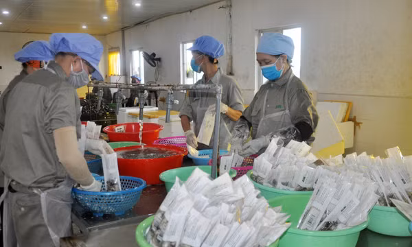 Sản xuất hàu theo chuỗi ở Vân Đồn