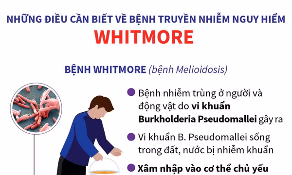 Điều cần biết về bệnh truyền nhiễm nguy hiểm Whitmore