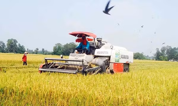 Thắng lợi kép từ vụ lúa năm 2023