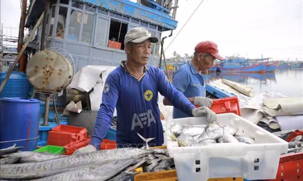 Nhiên liệu tăng giá, thiếu bạn thuyền, ngư dân lo lắng