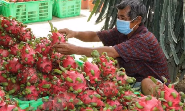 Siêu thị tại Anh dừng bán thanh long Việt Nam