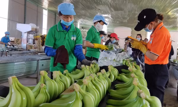 Những mặt hàng giúp nông sản Việt xuất khẩu ngoạn mục