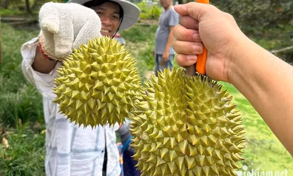 Sầu riêng thành trái cây tỷ USD và 'vị đắng' cho doanh nghiệp xuất khẩu
