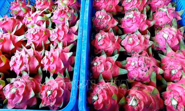 Chưa có cảnh báo nào về thanh long vi phạm an toàn thực phẩm ở Anh