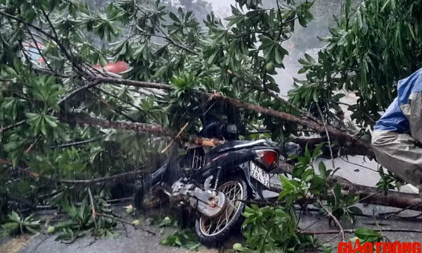 Mưa lớn, cây bật gốc đè trúng người đi xe máy ở Quảng Trị