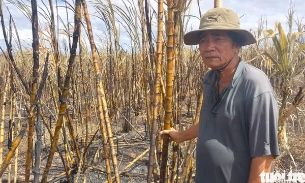 Nông dân xót xa bên những ruộng mía bất ngờ bốc cháy đen ngày giáp Tết