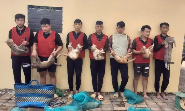 Triệt phá nhóm trộm mèo lớn ở TP.HCM, chuyên dụ mèo bằng... cá chiên