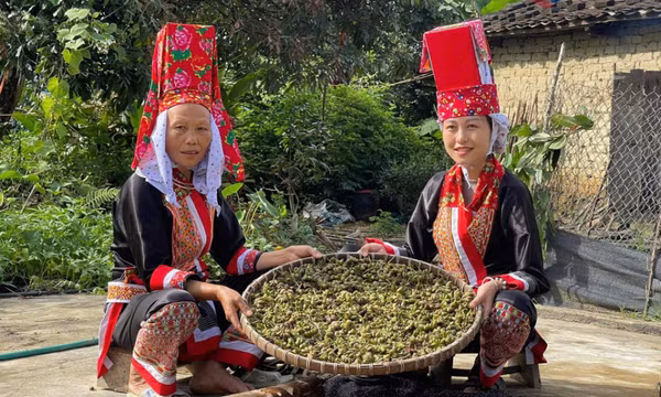 Tri thức dân gian về chữa bệnh của các nghệ nhân ở Quảng Ninh