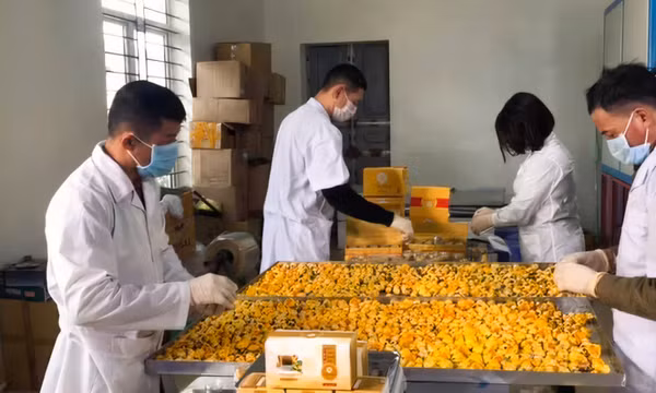 OCOP Quảng Ninh - Đòn bẩy phát triển kinh tế bền vững