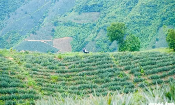 Ngắm hoàng hôn, ăn dứa no nê tại thung lũng Đồng Din