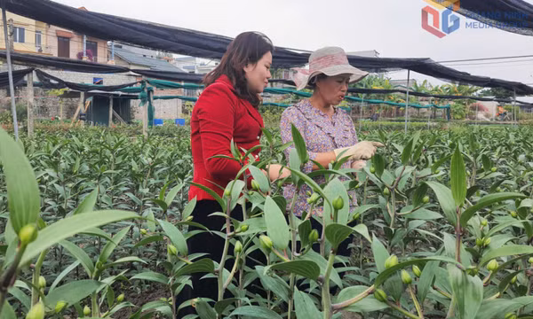 Người phụ nữ góp hương sắc cho vùng hoa Đồng Chè