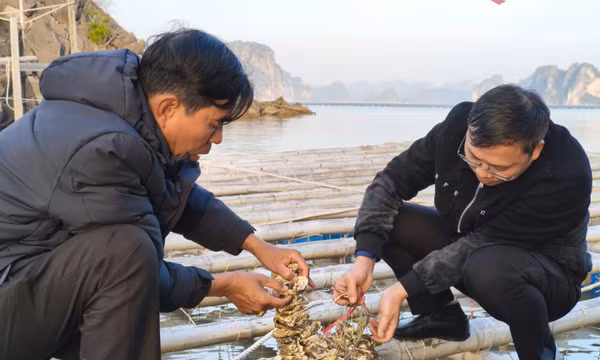 Vân Đồn: Tạo không gian phát triển bền vững trong nuôi trồng thủy sản