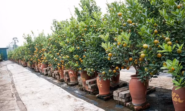 Cách chọn cây quất cảnh trưng Tết bền đẹp