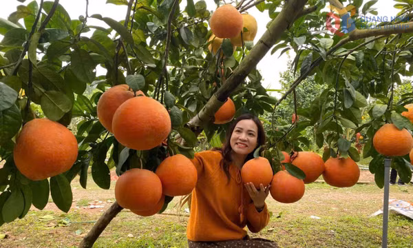 Sẵn sàng nguồn hàng phục vụ Tết
