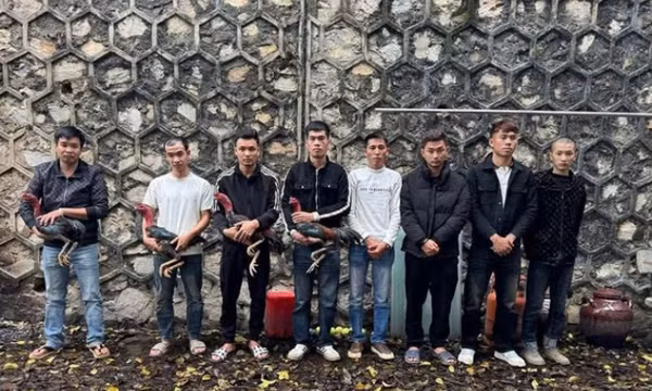 Khởi tố nhóm đối tượng đá gà ăn tiền tại lễ hội ở Tuyên Quang