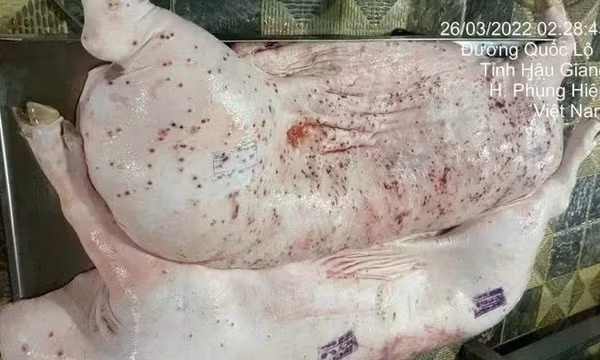 Vụ C.P. Việt Nam bị tố bán heo bệnh: Không khởi tố vụ án vì không có dấu hiệu tội phạm